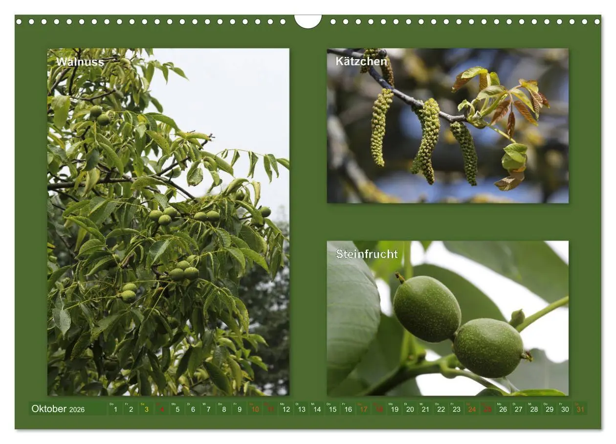 Bild: 9783457906996 | Faszinierende Bäume (Wandkalender 2026 DIN A3 quer), CALVENDO...