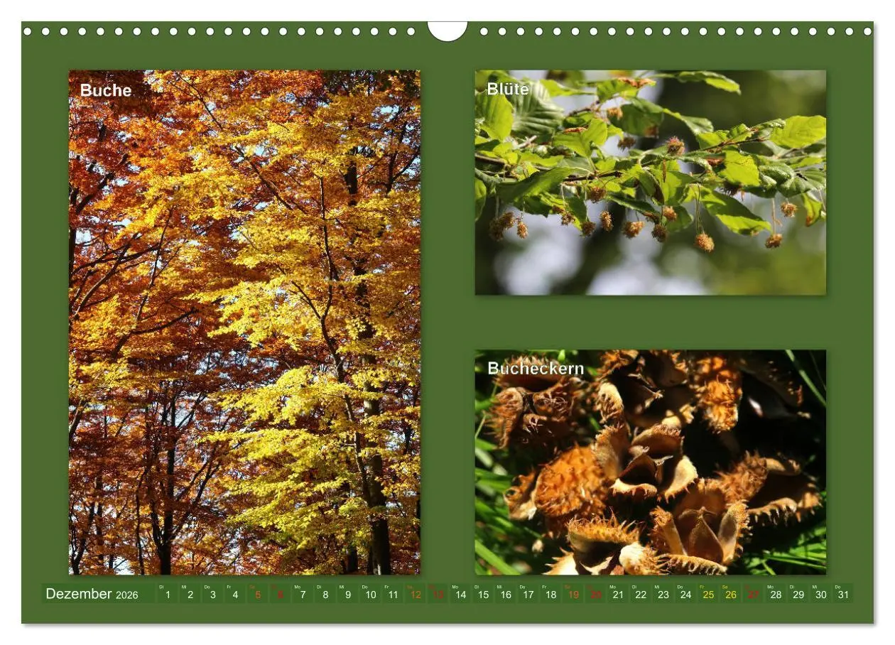 Bild: 9783457906996 | Faszinierende Bäume (Wandkalender 2026 DIN A3 quer), CALVENDO...