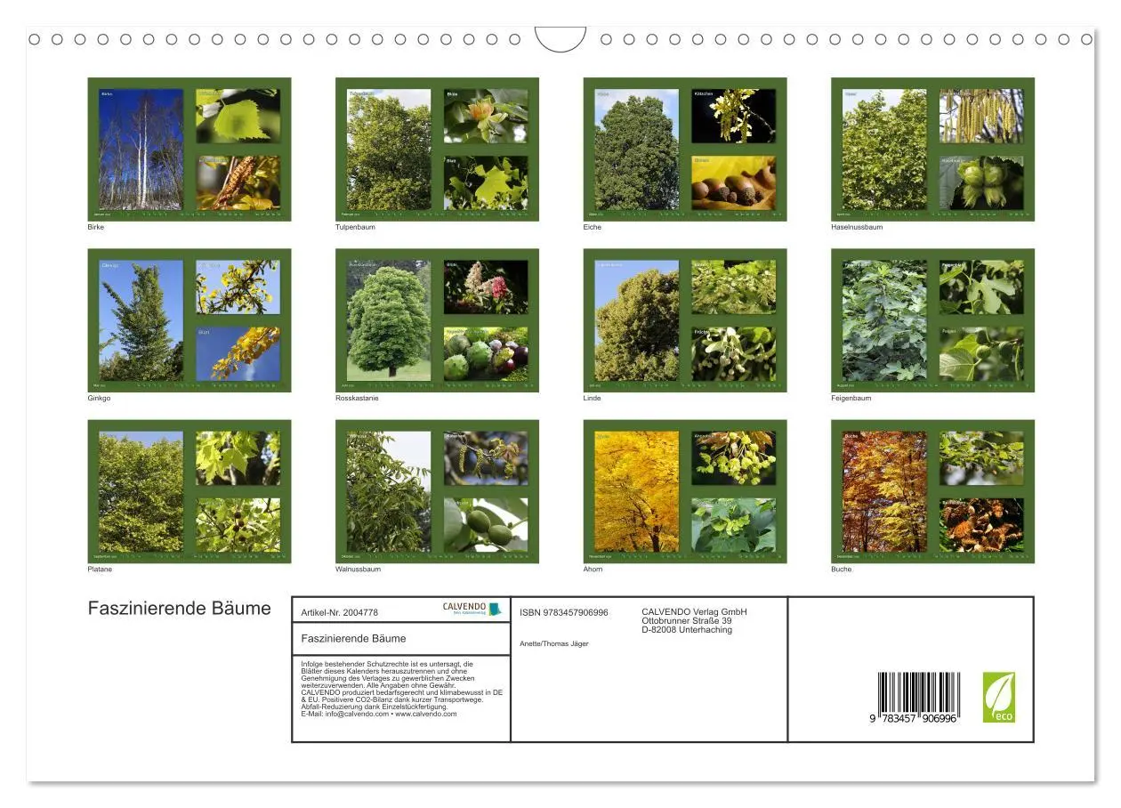 Bild: 9783457906996 | Faszinierende Bäume (Wandkalender 2026 DIN A3 quer), CALVENDO...