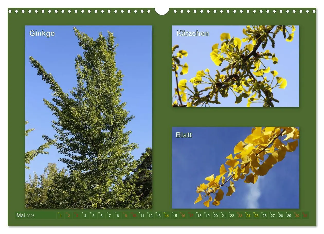 Bild: 9783457906996 | Faszinierende Bäume (Wandkalender 2026 DIN A3 quer), CALVENDO...
