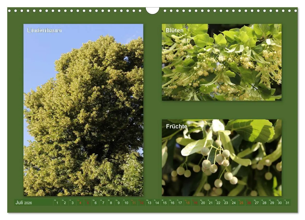 Bild: 9783457906996 | Faszinierende Bäume (Wandkalender 2026 DIN A3 quer), CALVENDO...