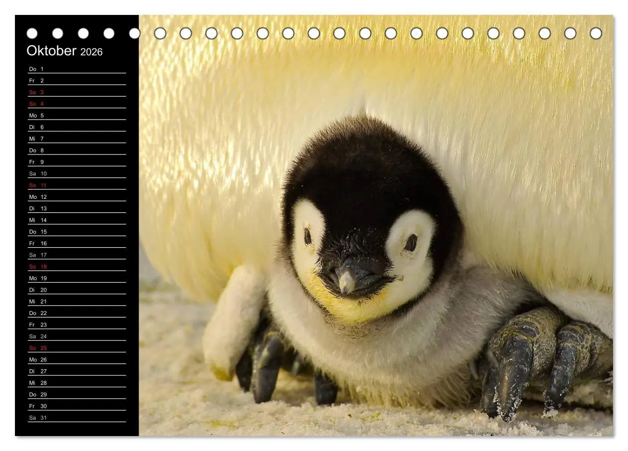 Bild: 9783516096996 | Pinguine - Kaiser- und Königspinguine (Tischkalender 2026 DIN A5...