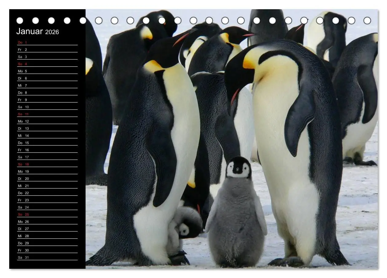Bild: 9783516096996 | Pinguine - Kaiser- und Königspinguine (Tischkalender 2026 DIN A5...