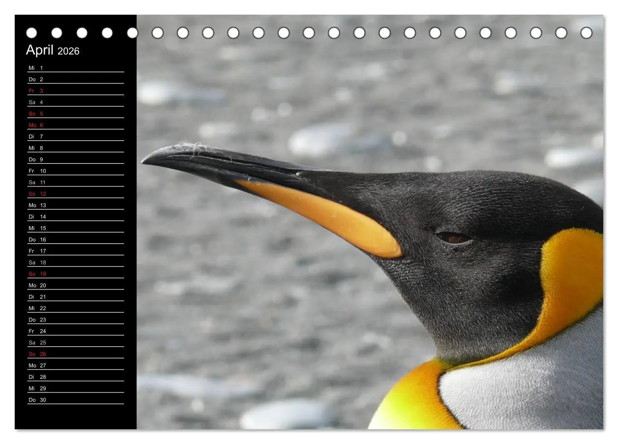 Bild: 9783516096996 | Pinguine - Kaiser- und Königspinguine (Tischkalender 2026 DIN A5...