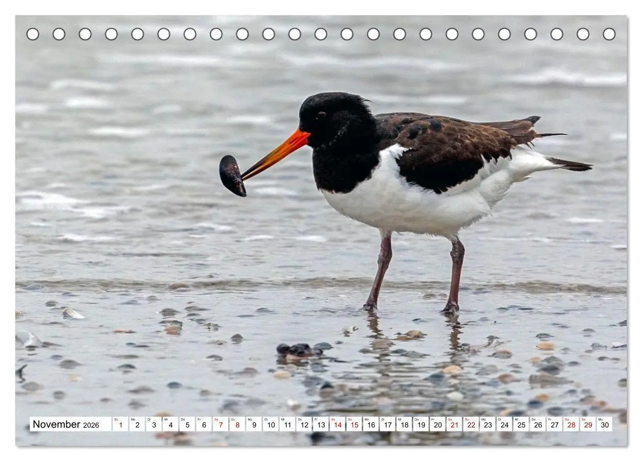 Bild: 9783516747096 | Wintertage auf Norderney (Tischkalender 2026 DIN A5 quer), CALVENDO...