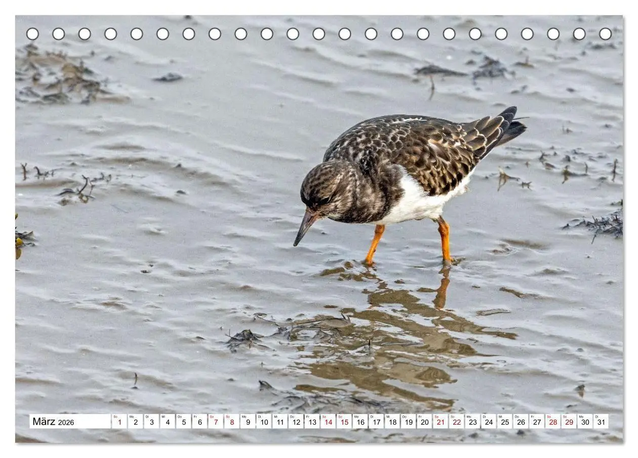 Bild: 9783516747096 | Wintertage auf Norderney (Tischkalender 2026 DIN A5 quer), CALVENDO...