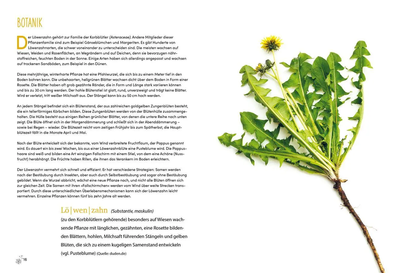 Bild: 9783818627096 | Löwenzahn | Das Multitalent - von Pesto bis Peeling | Meer | Buch
