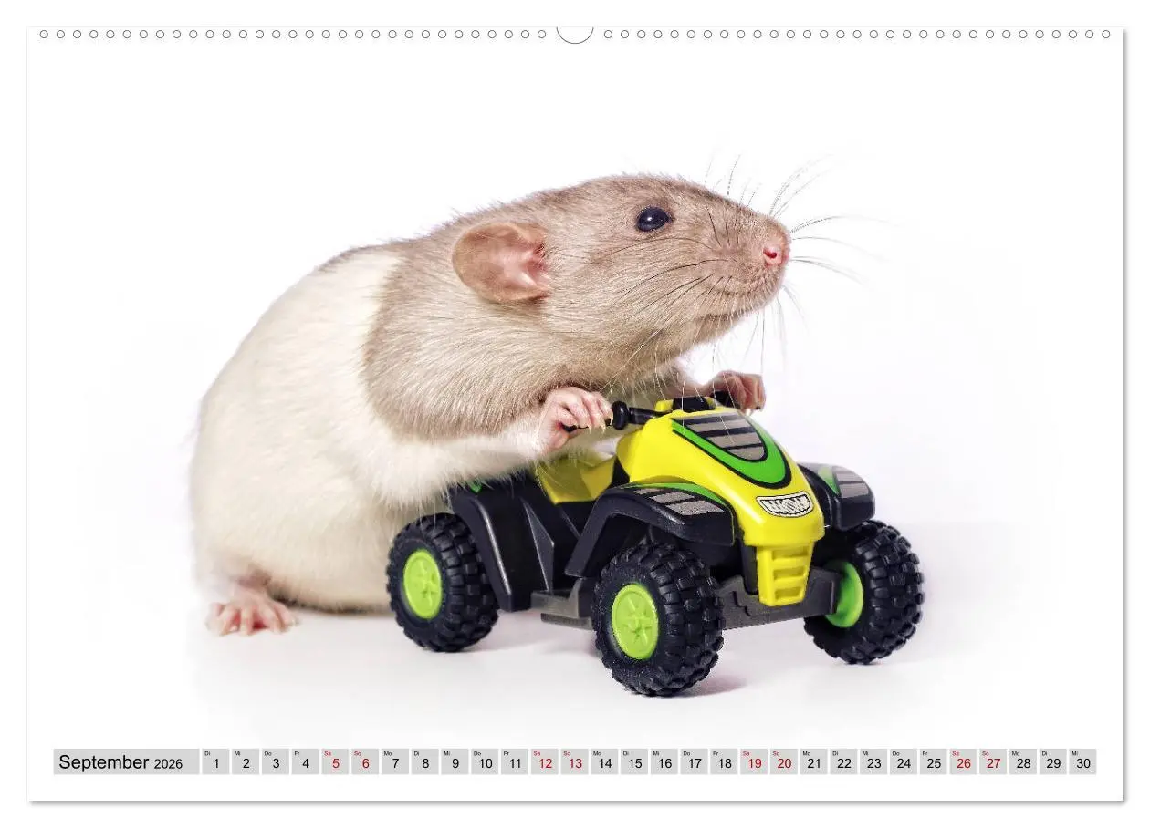 Bild: 9783457887196 | Rattenscharf und zuckersüß (Wandkalender 2026 DIN A2 quer),...