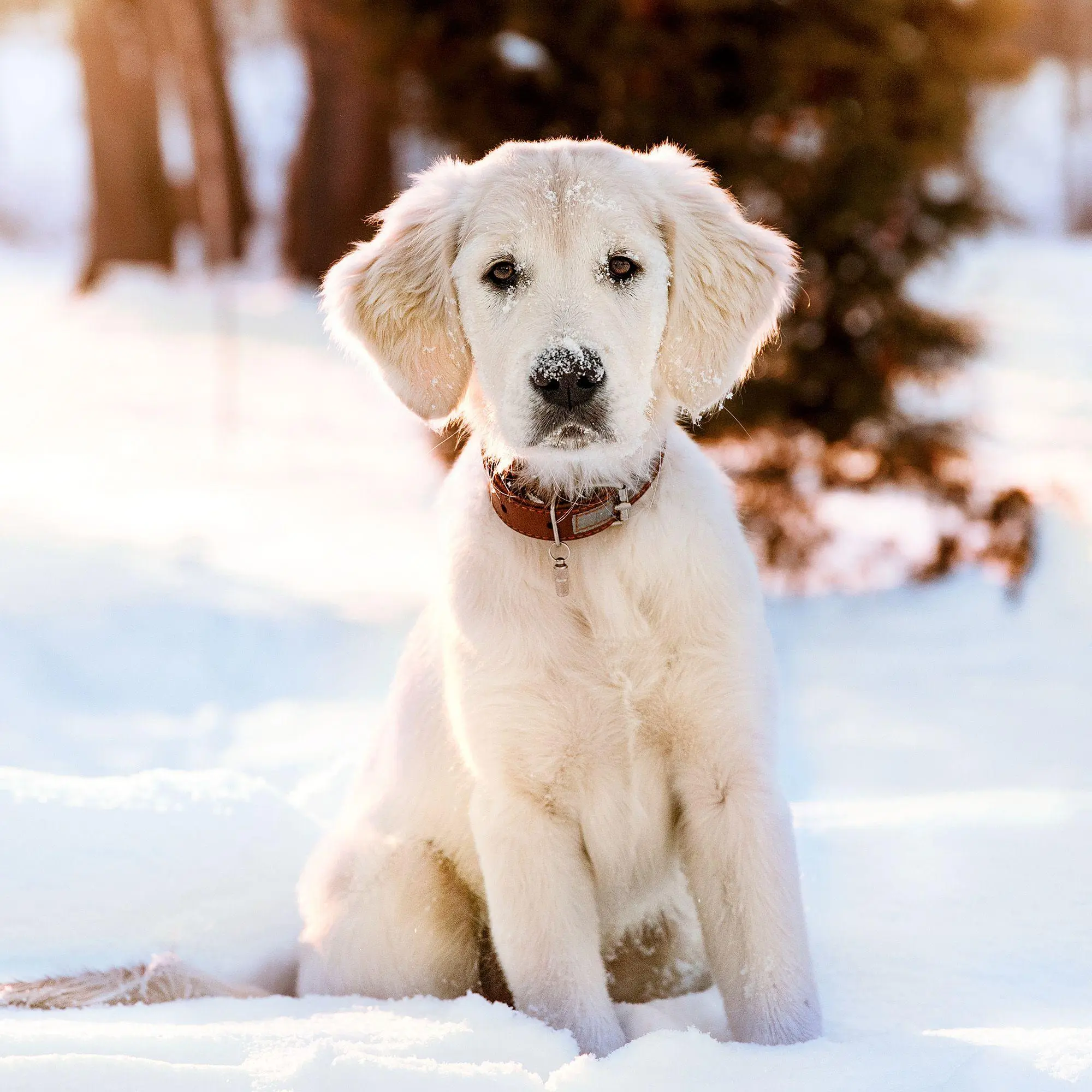 Bild: 9783959297196 | Hundewelpen / Puppy Dogs 2027 | Kalender 2027 | Kalender | 28 S.