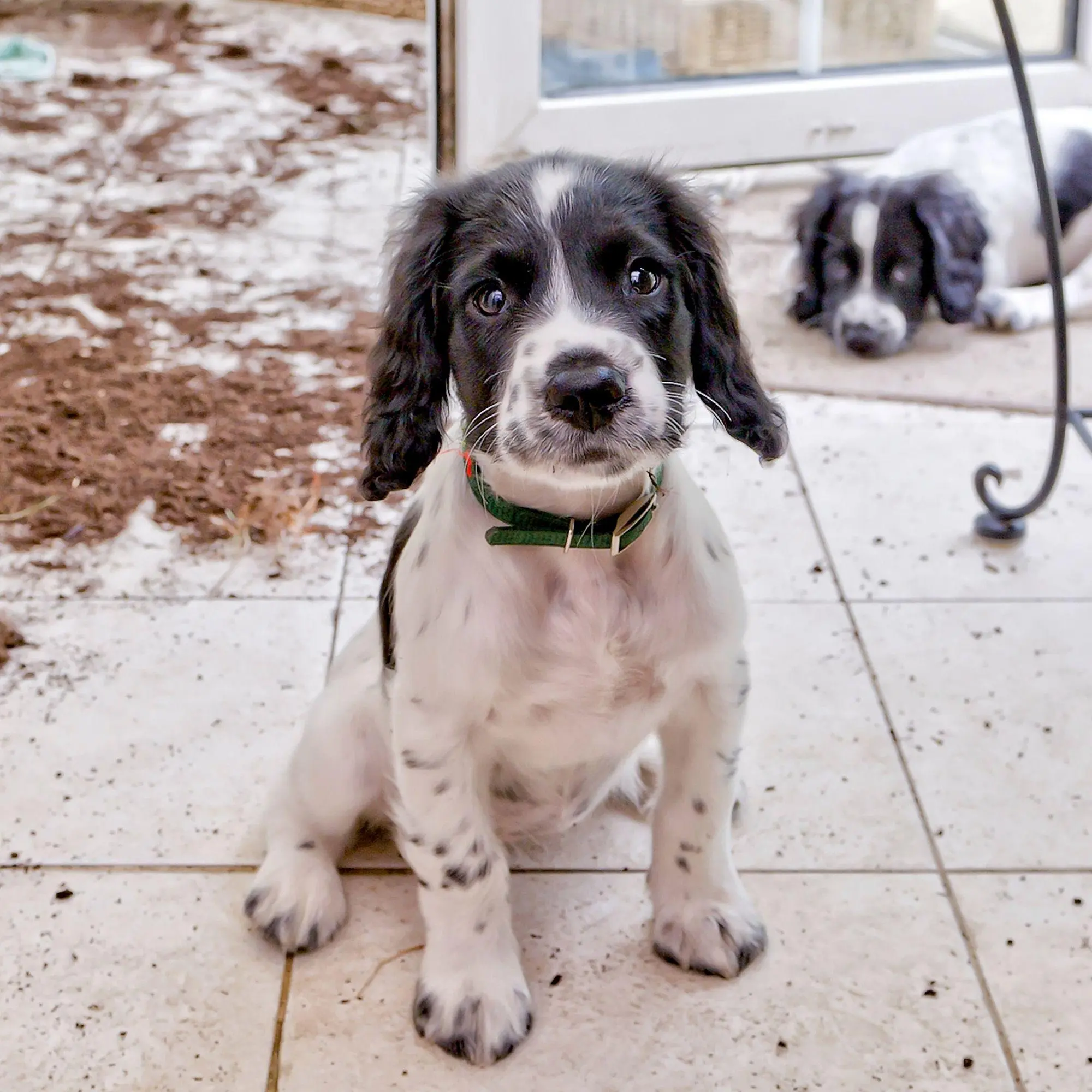 Bild: 9783959297196 | Hundewelpen / Puppy Dogs 2027 | Kalender 2027 | Kalender | 28 S.