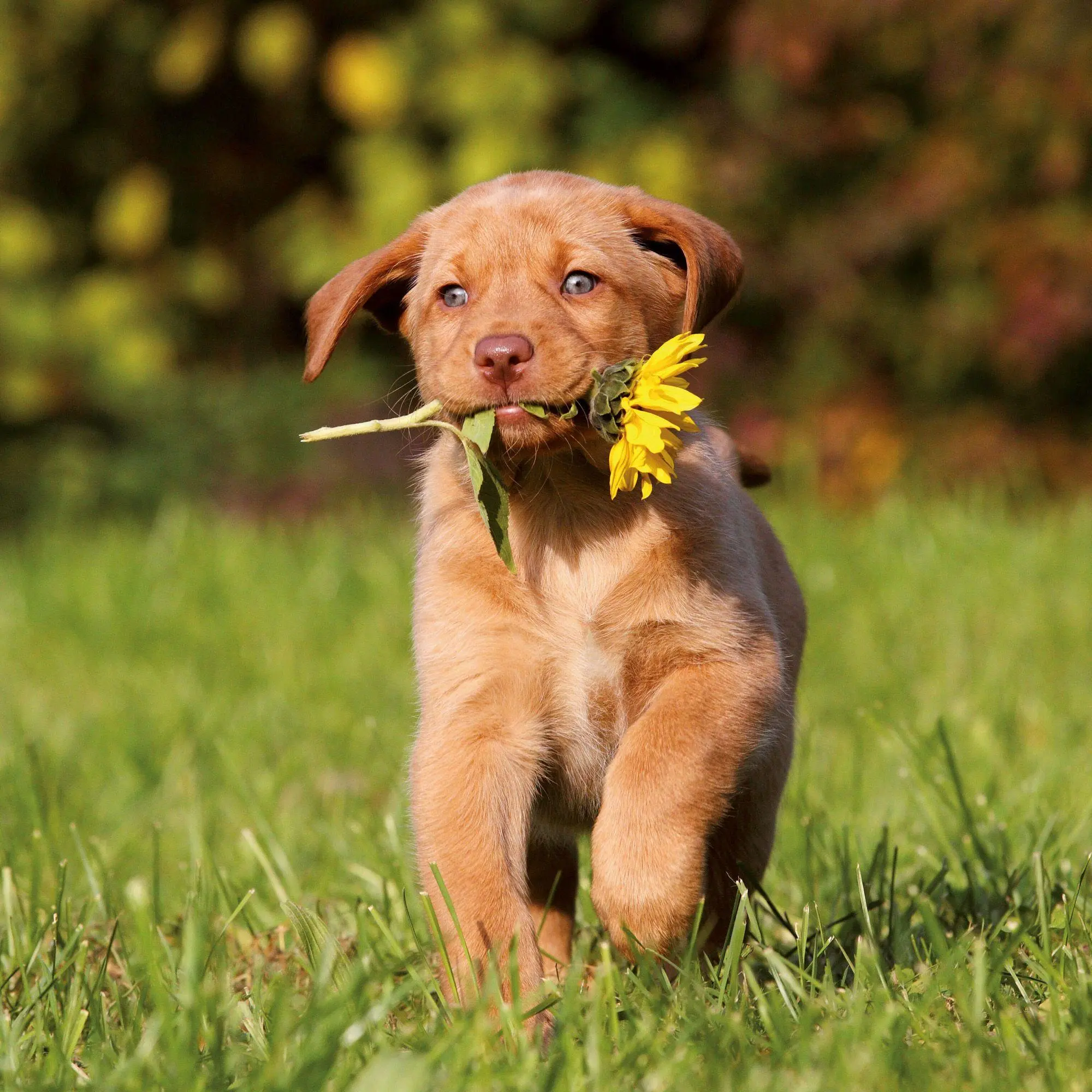 Bild: 9783959297196 | Hundewelpen / Puppy Dogs 2027 | Kalender 2027 | Kalender | 28 S.