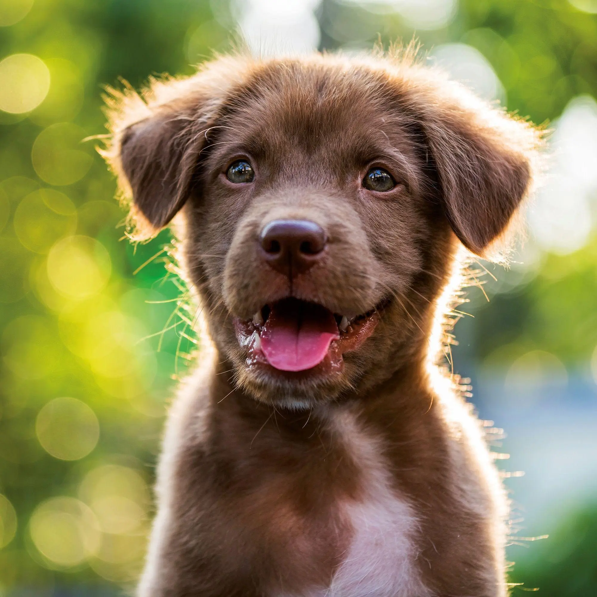 Bild: 9783959297196 | Hundewelpen / Puppy Dogs 2027 | Kalender 2027 | Kalender | 28 S.