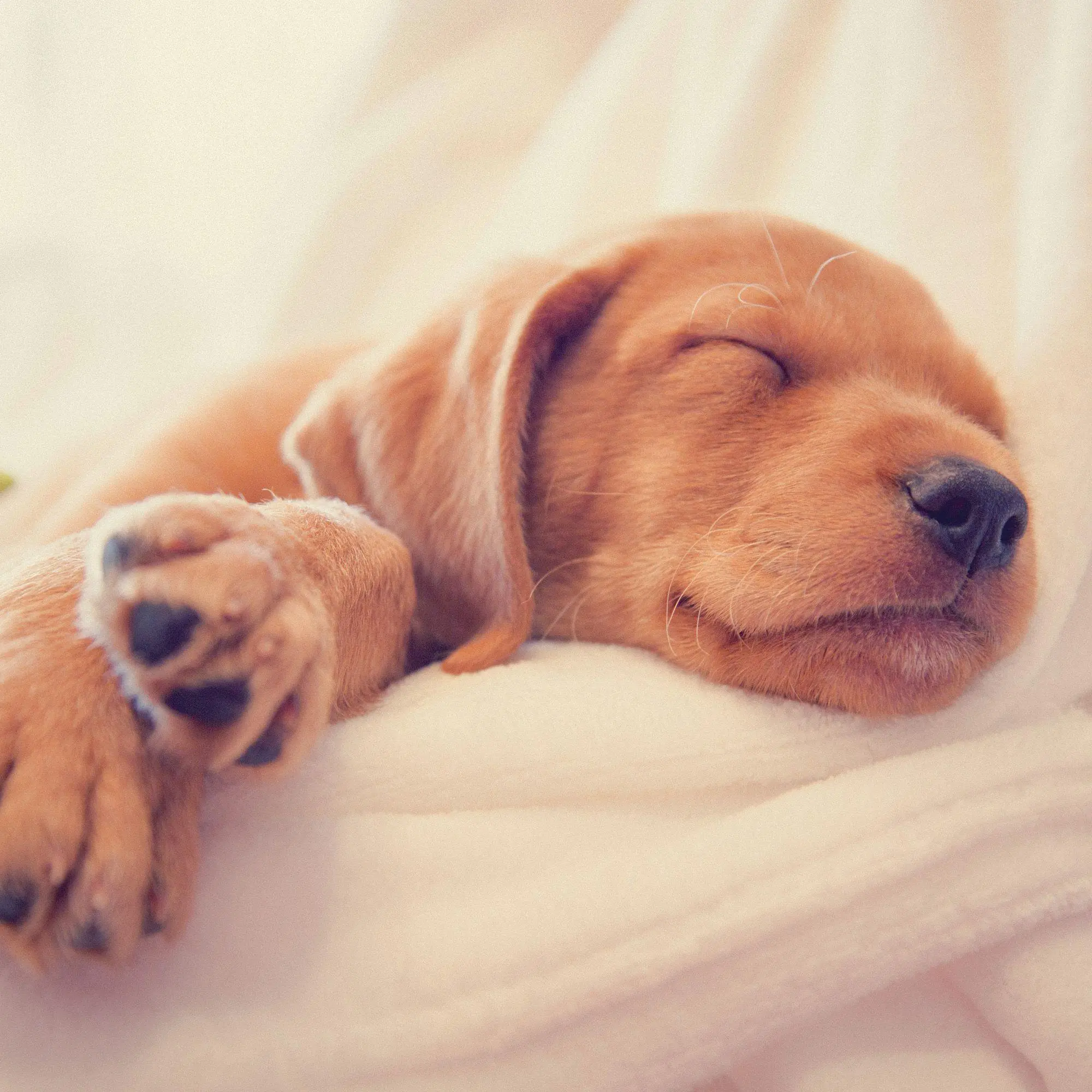 Bild: 9783959297196 | Hundewelpen / Puppy Dogs 2027 | Kalender 2027 | Kalender | 28 S.