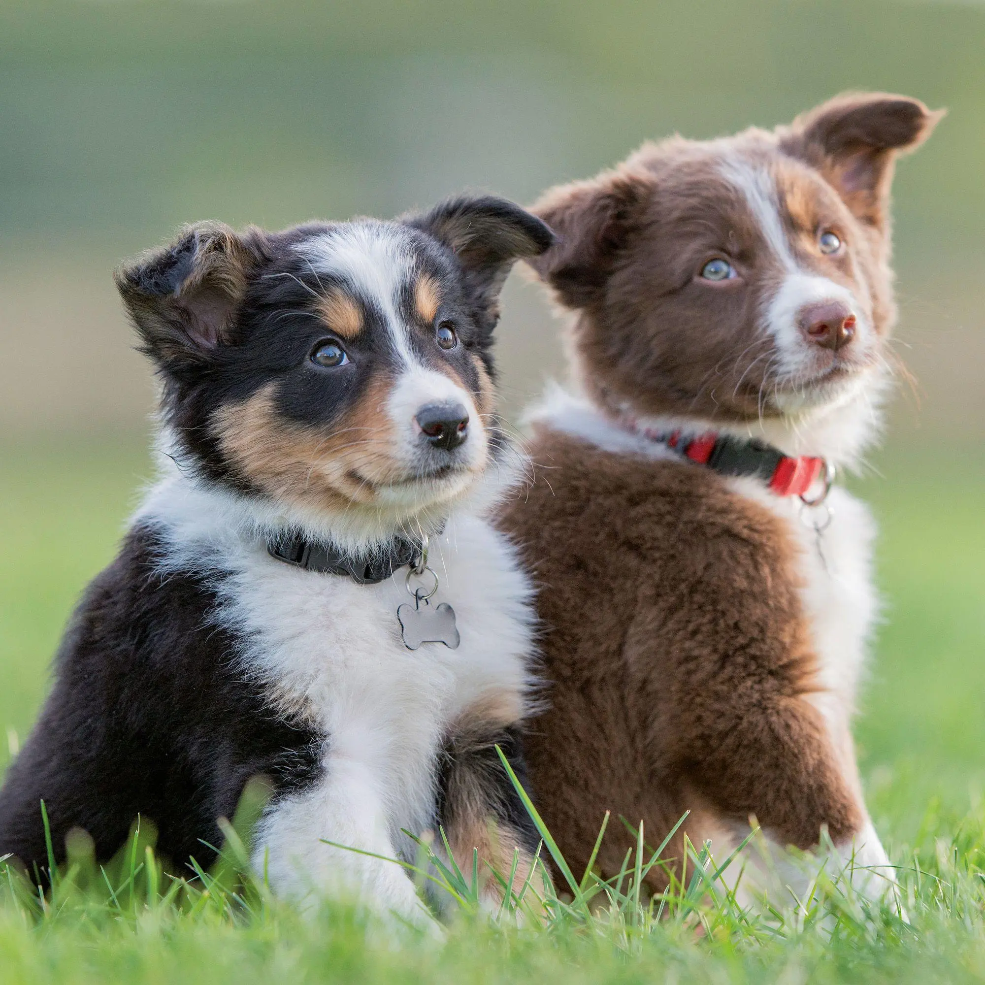 Bild: 9783959297196 | Hundewelpen / Puppy Dogs 2027 | Kalender 2027 | Kalender | 28 S.