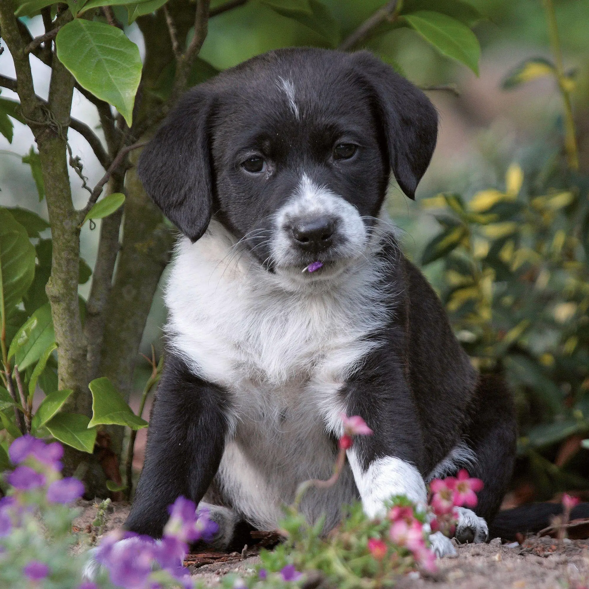 Bild: 9783959297196 | Hundewelpen / Puppy Dogs 2027 | Kalender 2027 | Kalender | 28 S.