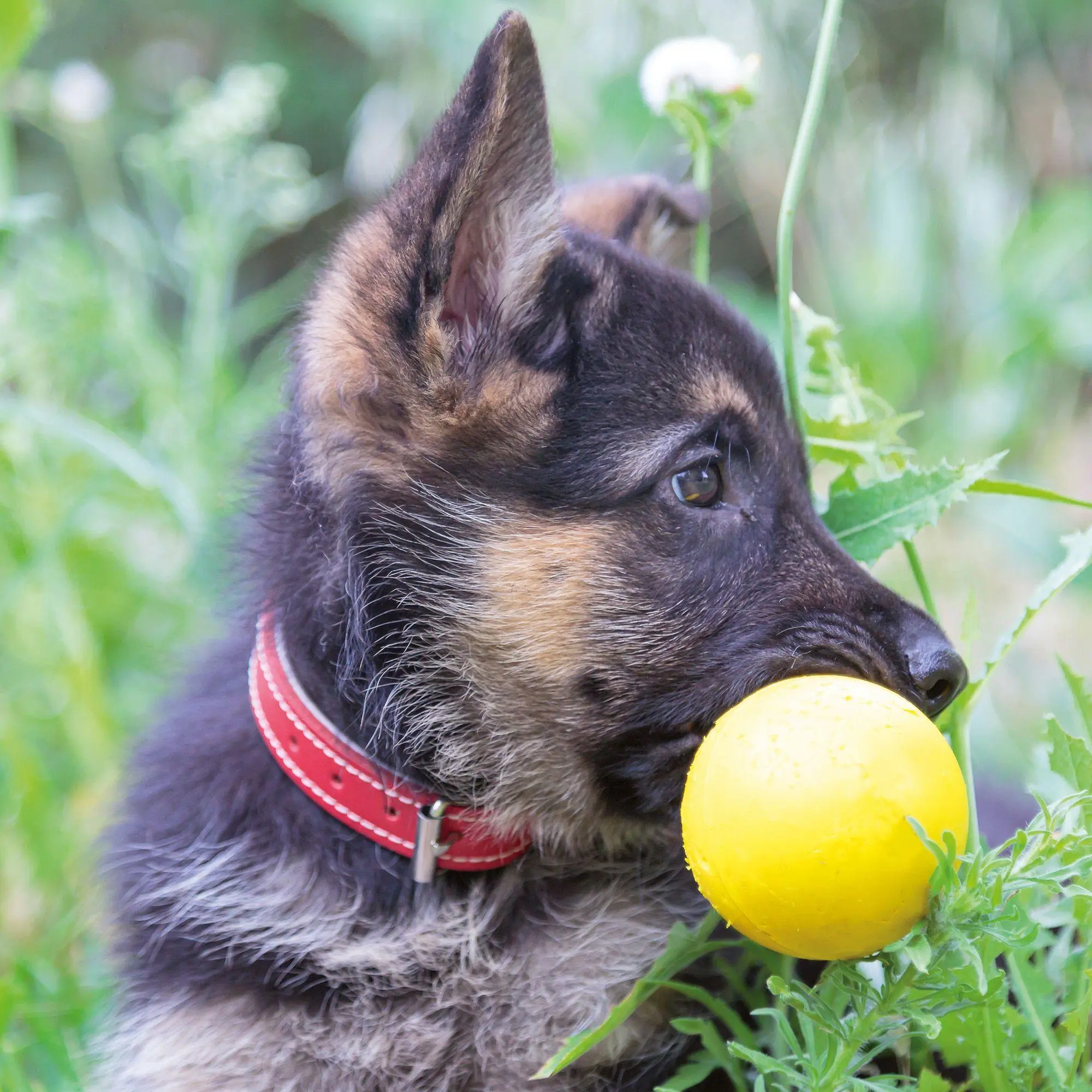 Bild: 9783959297196 | Hundewelpen / Puppy Dogs 2027 | Kalender 2027 | Kalender | 28 S.