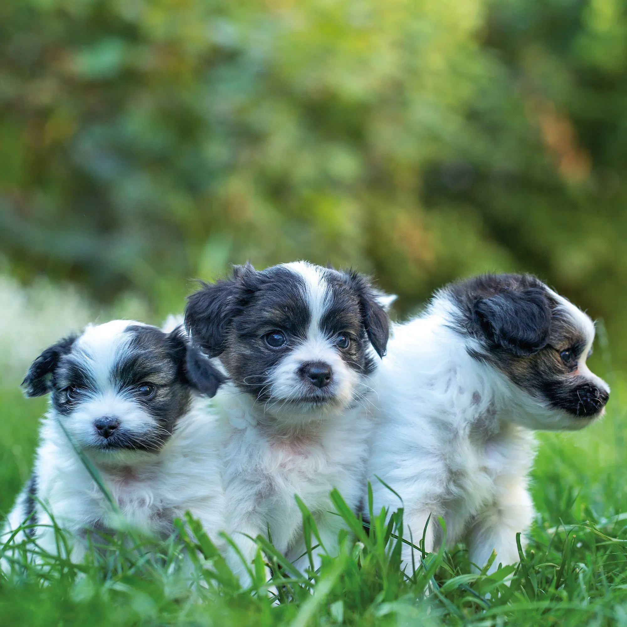 Bild: 9783959297196 | Hundewelpen / Puppy Dogs 2027 | Kalender 2027 | Kalender | 28 S.