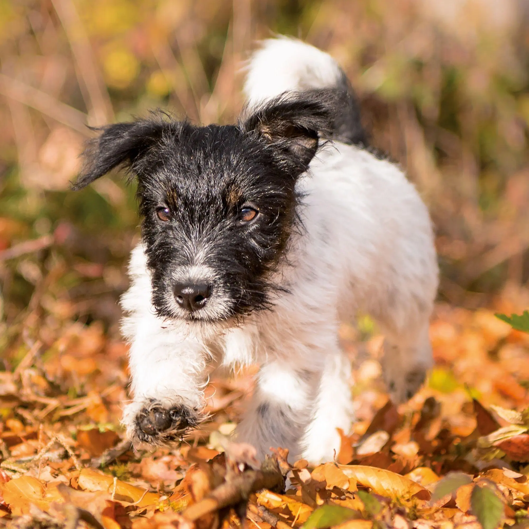 Bild: 9783959297196 | Hundewelpen / Puppy Dogs 2027 | Kalender 2027 | Kalender | 28 S.