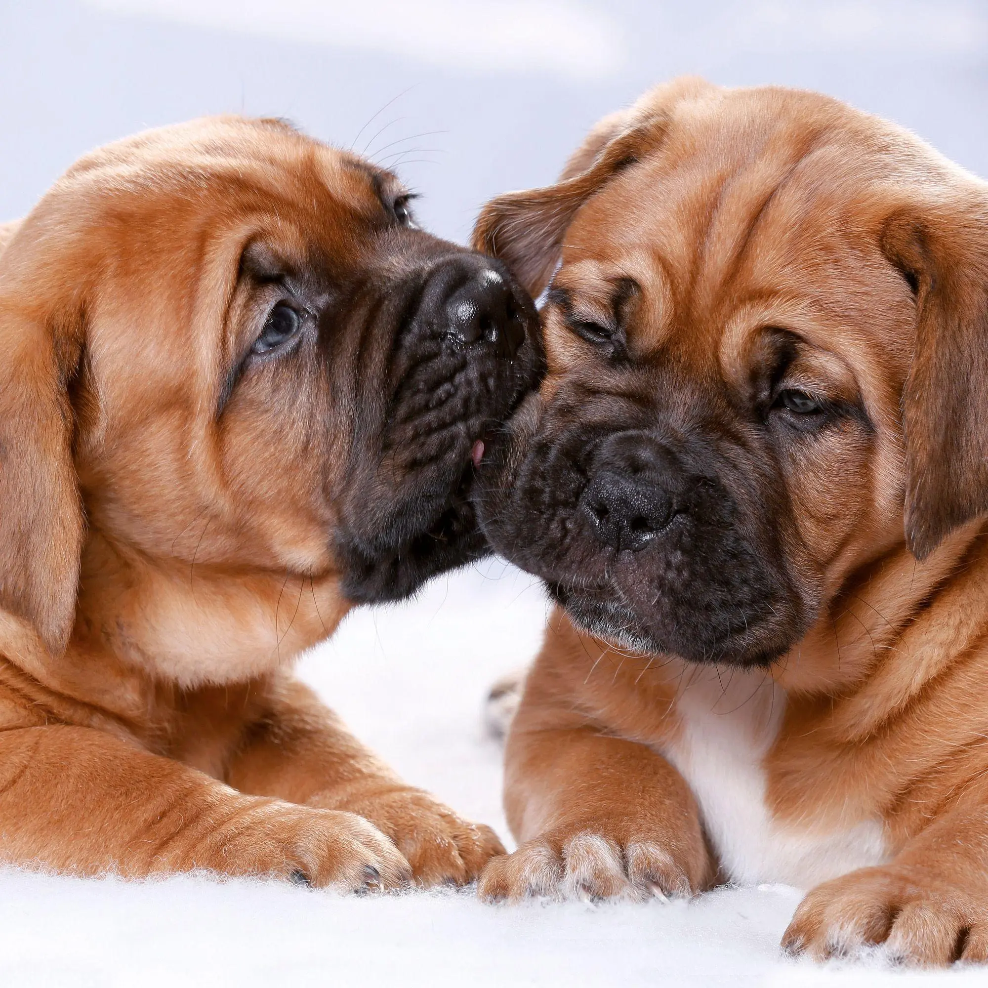 Bild: 9783959297196 | Hundewelpen / Puppy Dogs 2027 | Kalender 2027 | Kalender | 28 S.