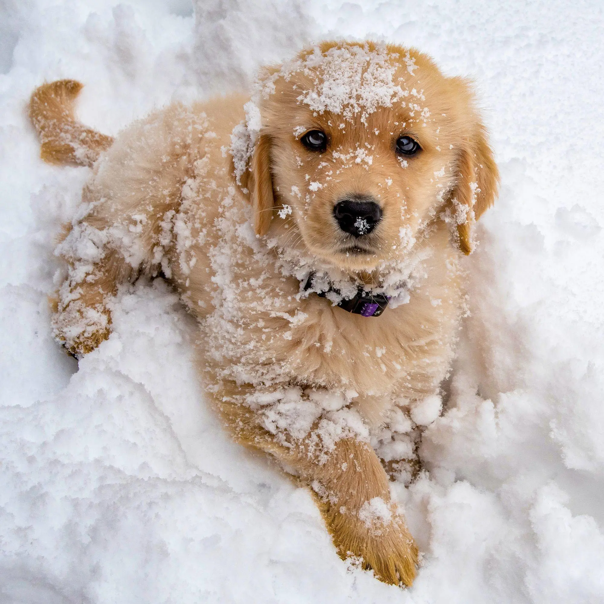 Bild: 9783959297196 | Hundewelpen / Puppy Dogs 2027 | Kalender 2027 | Kalender | 28 S.