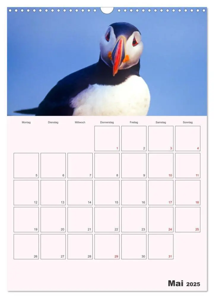 Bild: 9783435927296 | Papageitaucher Monatsplaner (Wandkalender 2025 DIN A3 hoch),...