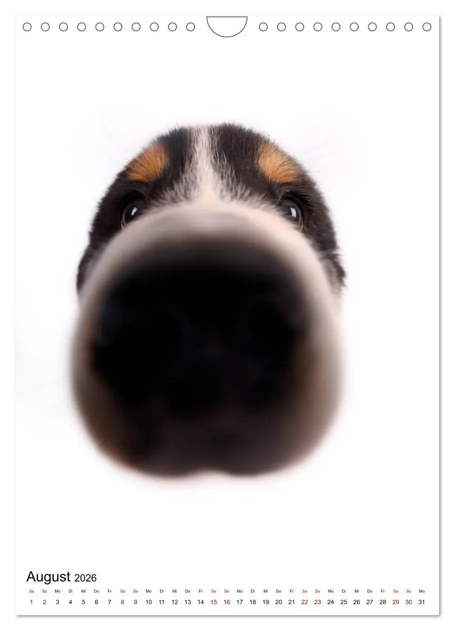 Bild: 9783516417296 | Der Fisheye Tiere Kalender (Wandkalender 2026 DIN A4 hoch),...