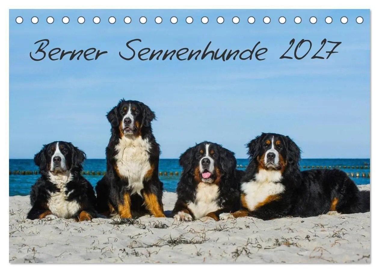 Cover: 9783594187296 | Berner Sennenhund 2027 (Tischkalender 2027 DIN A5 quer), CALVENDO...