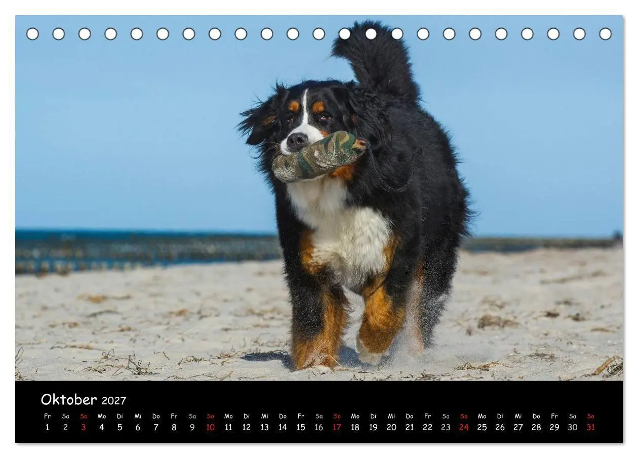 Bild: 9783594187296 | Berner Sennenhund 2027 (Tischkalender 2027 DIN A5 quer), CALVENDO...