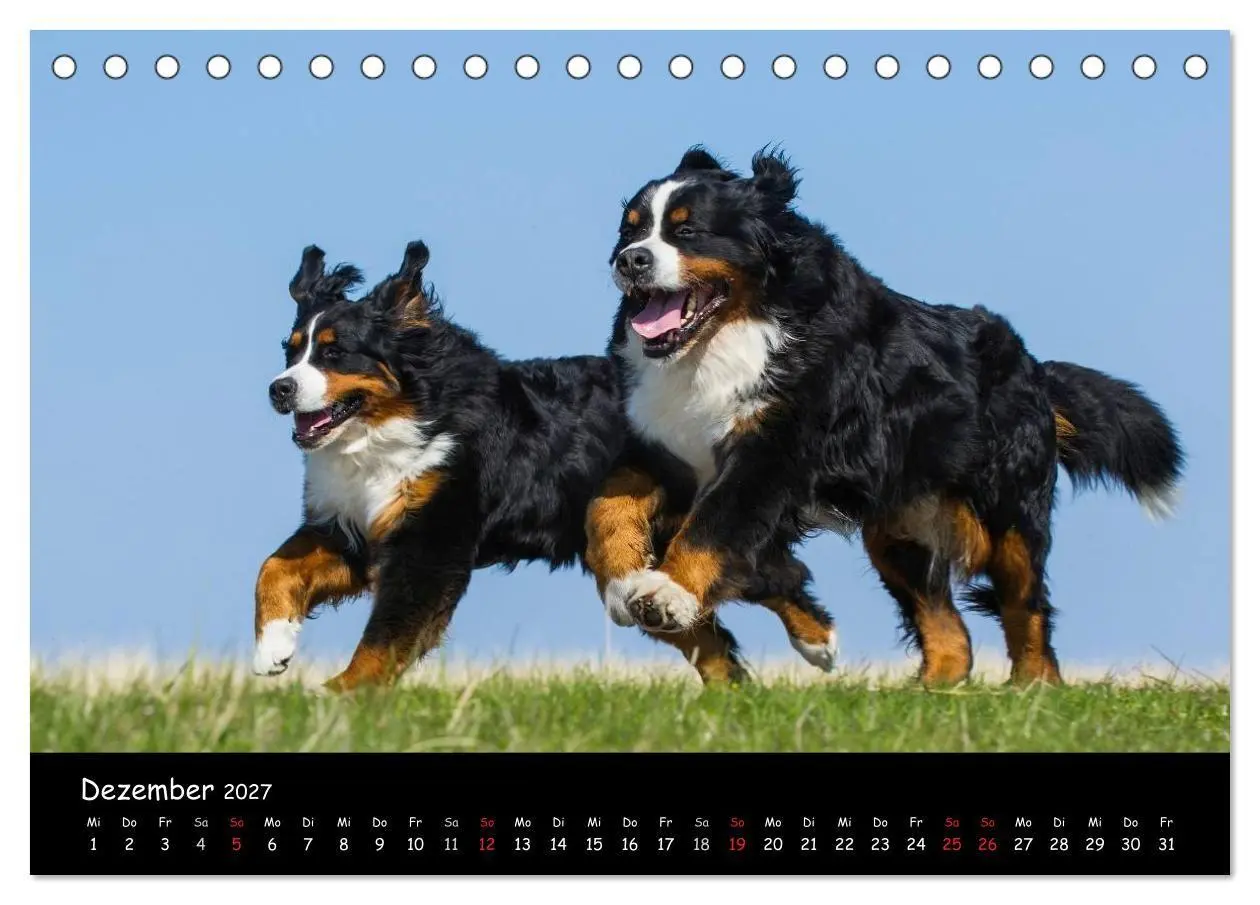 Bild: 9783594187296 | Berner Sennenhund 2027 (Tischkalender 2027 DIN A5 quer), CALVENDO...