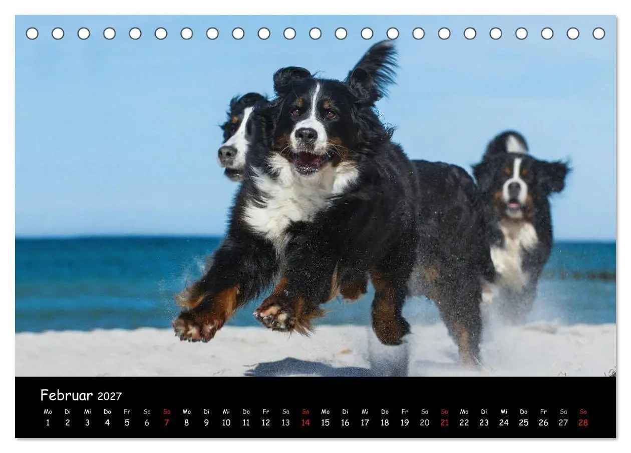 Bild: 9783594187296 | Berner Sennenhund 2027 (Tischkalender 2027 DIN A5 quer), CALVENDO...