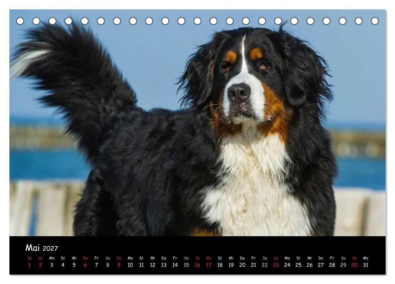 Bild: 9783594187296 | Berner Sennenhund 2027 (Tischkalender 2027 DIN A5 quer), CALVENDO...