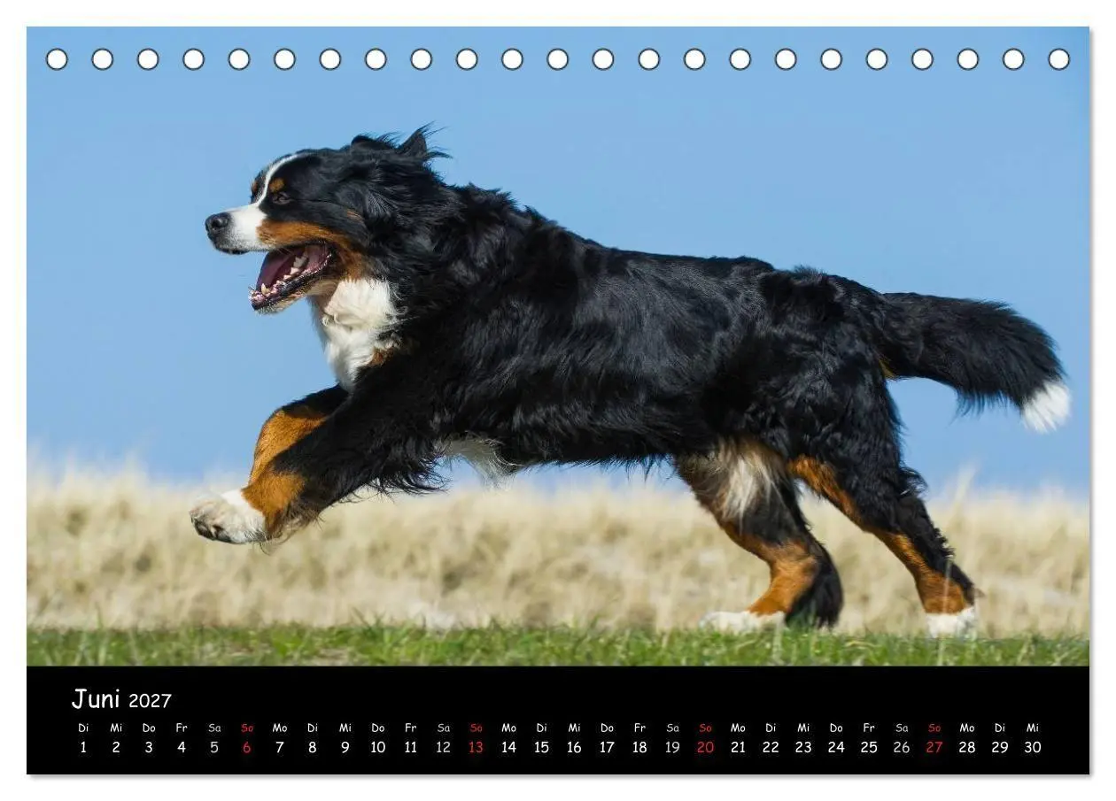 Bild: 9783594187296 | Berner Sennenhund 2027 (Tischkalender 2027 DIN A5 quer), CALVENDO...