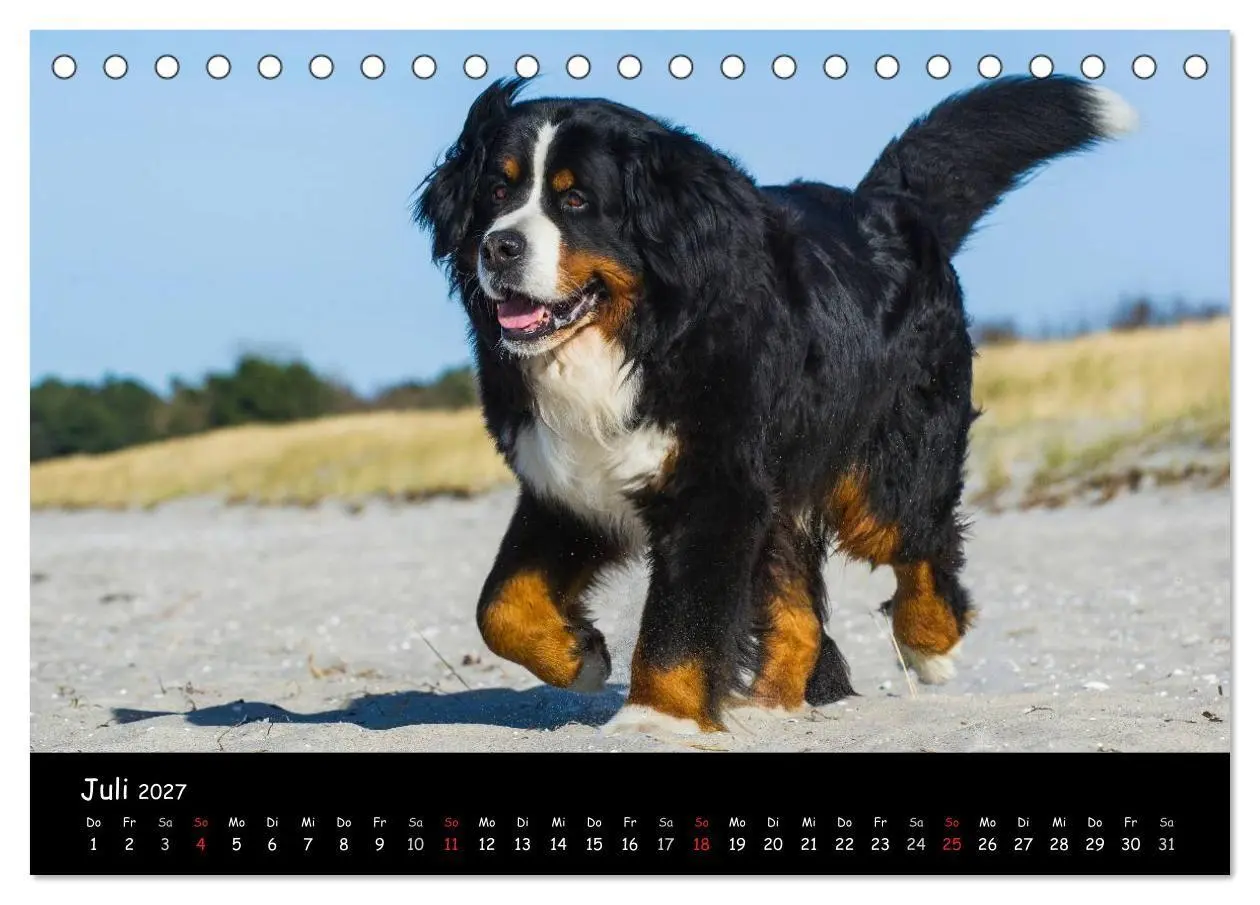 Bild: 9783594187296 | Berner Sennenhund 2027 (Tischkalender 2027 DIN A5 quer), CALVENDO...