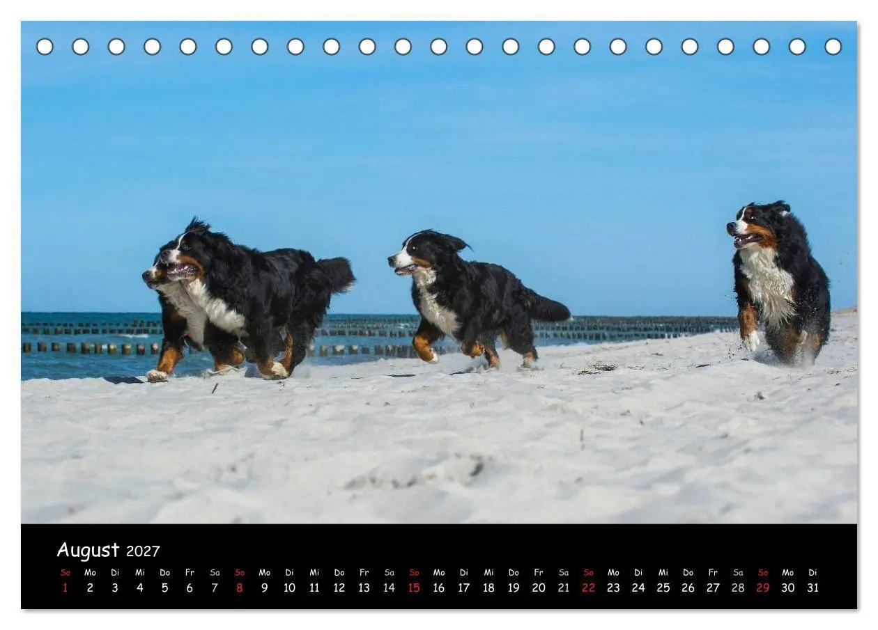 Bild: 9783594187296 | Berner Sennenhund 2027 (Tischkalender 2027 DIN A5 quer), CALVENDO...