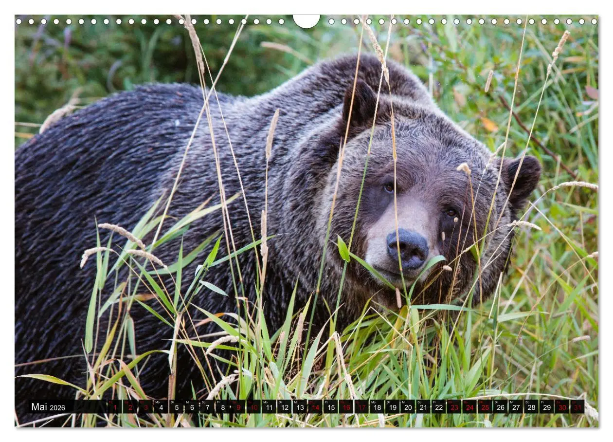 Bild: 9783457627396 | Kanada - Abenteuer in den Nationalparks (Wandkalender 2026 DIN A3...