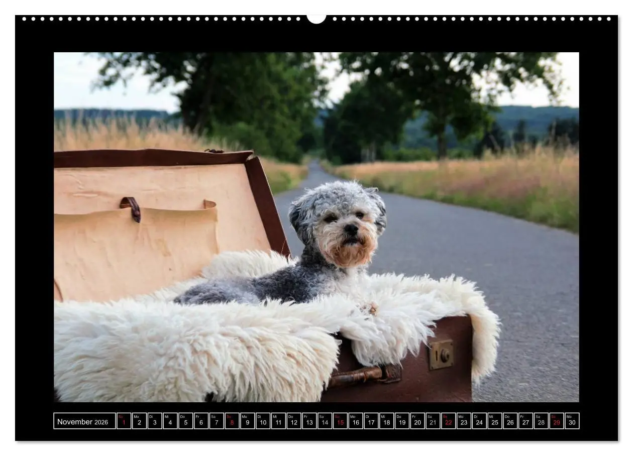Bild: 9783516027396 | Bolonka 2026 (hochwertiger Premium Wandkalender 2026 DIN A2 quer),...