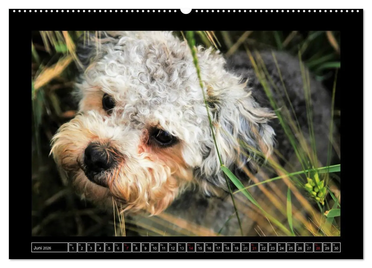 Bild: 9783516027396 | Bolonka 2026 (hochwertiger Premium Wandkalender 2026 DIN A2 quer),...