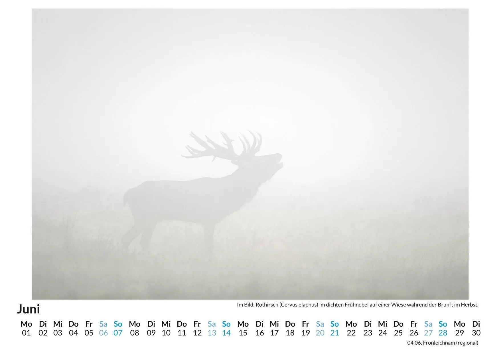 Bild: 9783759197696 | Nebel | Alice Werner | Kalender | Deutsch | 2026 | FlipFlop