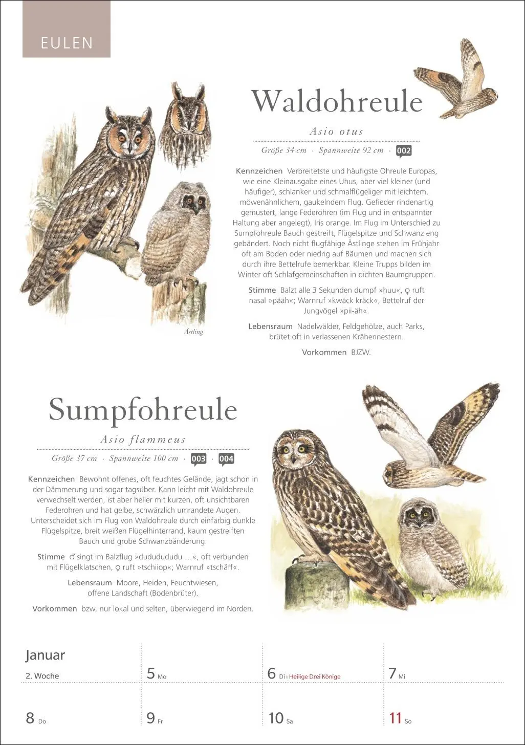 Bild: 9783840037696 | KOSMOS Was fliegt denn da? Wochenplaner 2026 - Der Kalender zum...