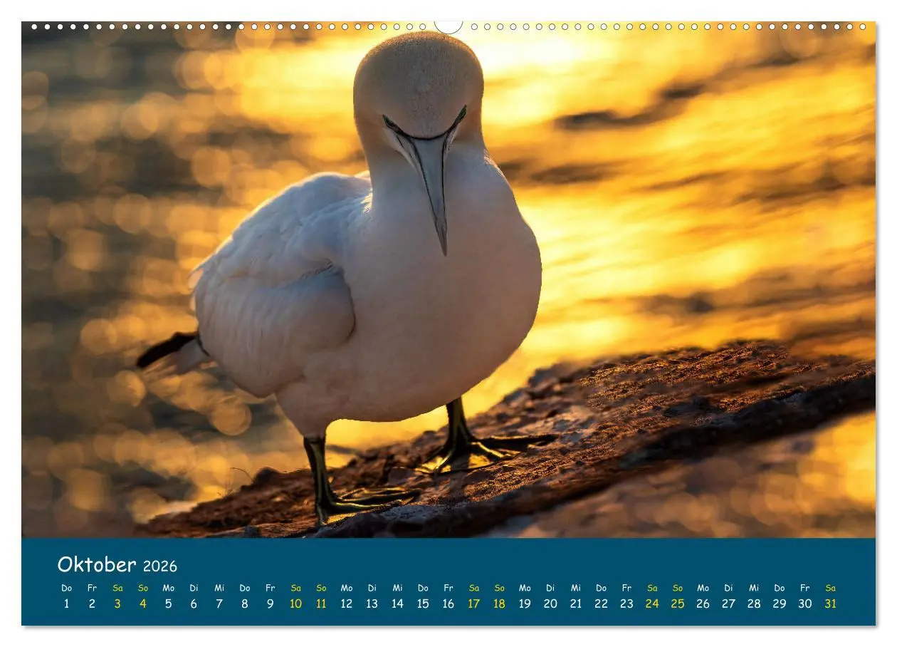 Bild: 9783457997796 | Helgoländer Basstölpel 2026 (Wandkalender 2026 DIN A2 quer),...