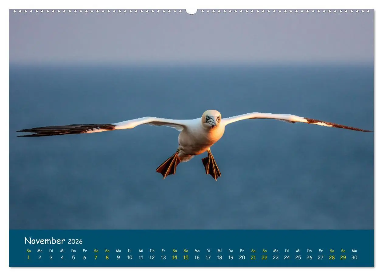 Bild: 9783457997796 | Helgoländer Basstölpel 2026 (Wandkalender 2026 DIN A2 quer),...