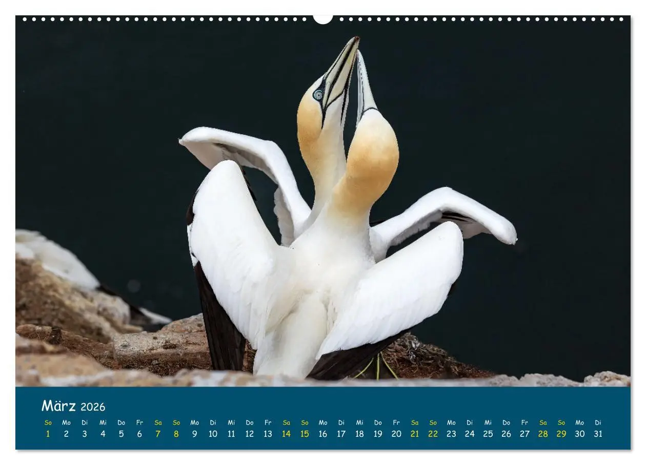 Bild: 9783457997796 | Helgoländer Basstölpel 2026 (Wandkalender 2026 DIN A2 quer),...