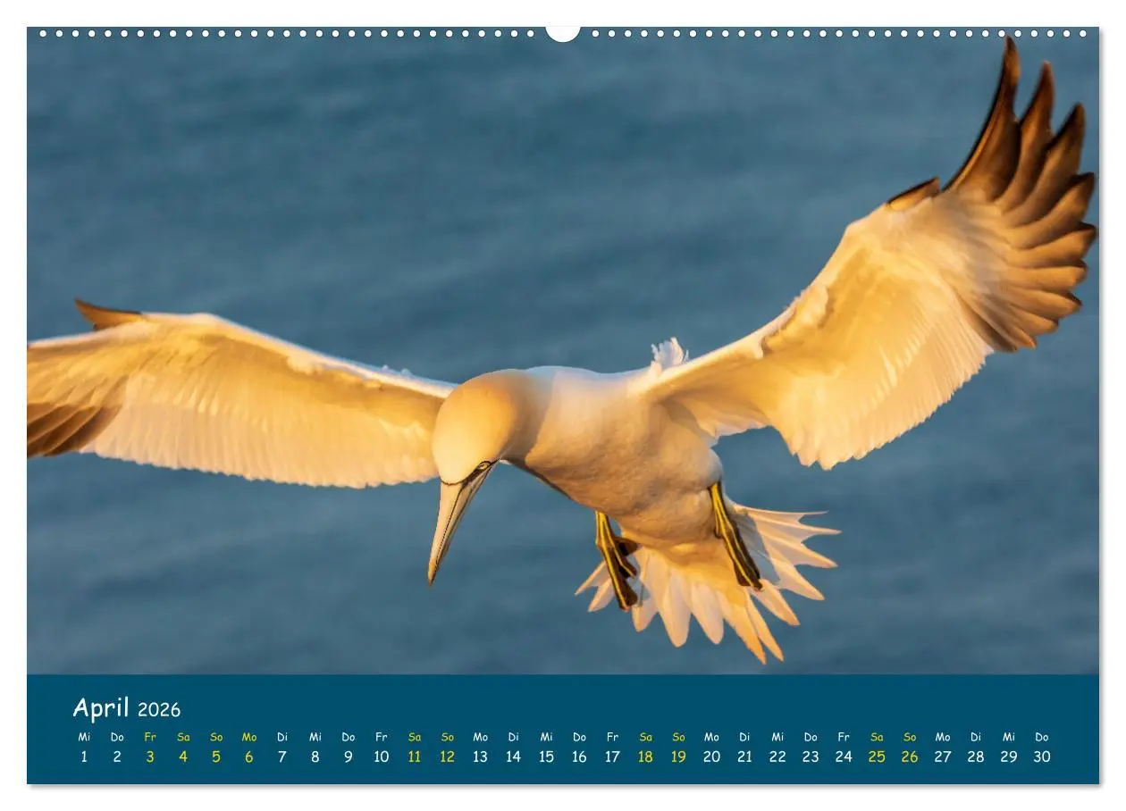 Bild: 9783457997796 | Helgoländer Basstölpel 2026 (Wandkalender 2026 DIN A2 quer),...