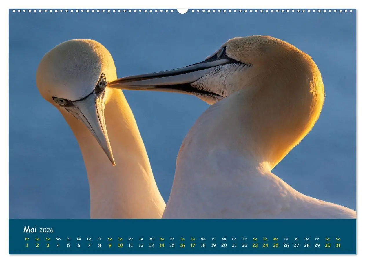 Bild: 9783457997796 | Helgoländer Basstölpel 2026 (Wandkalender 2026 DIN A2 quer),...
