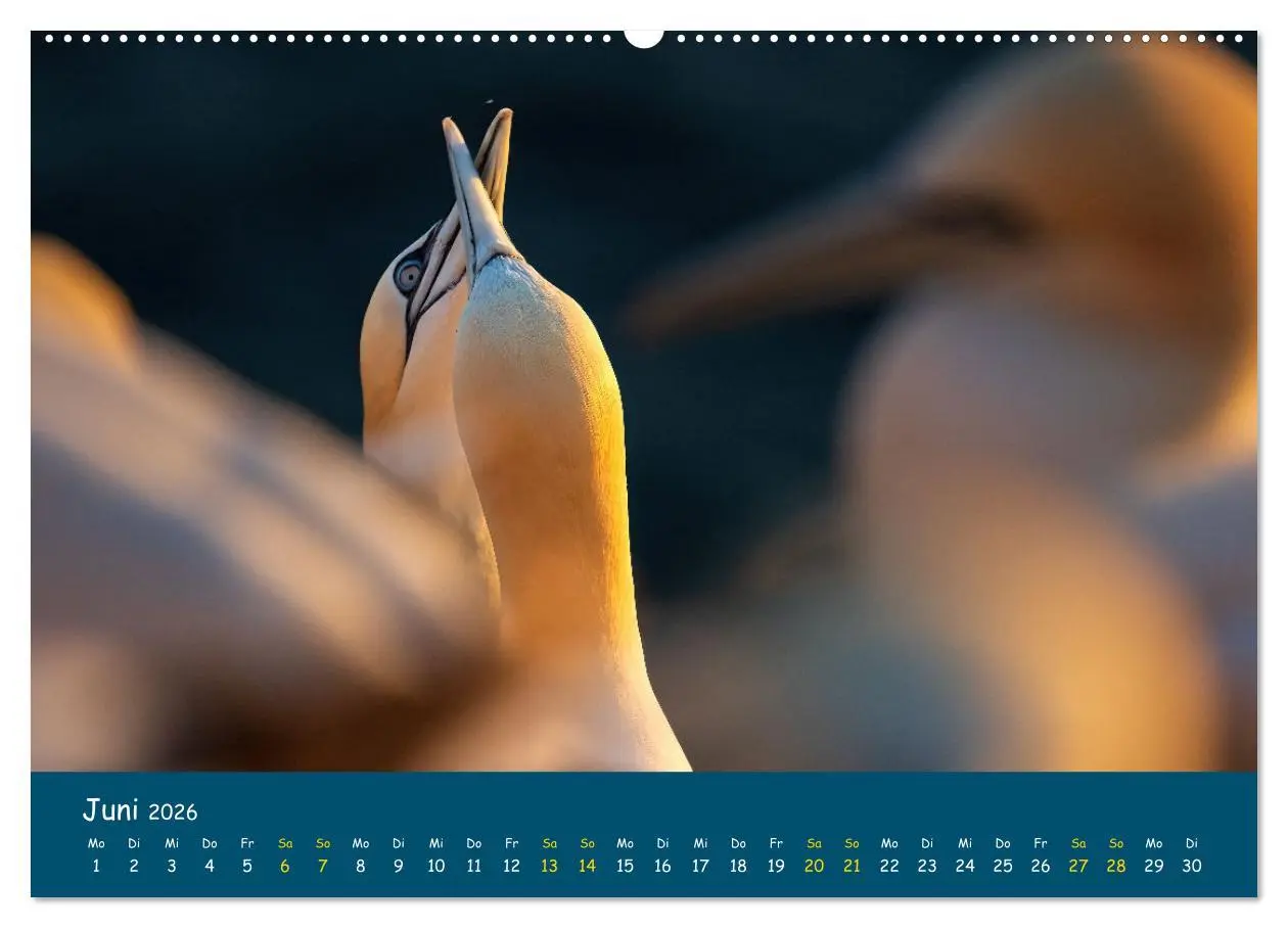 Bild: 9783457997796 | Helgoländer Basstölpel 2026 (Wandkalender 2026 DIN A2 quer),...