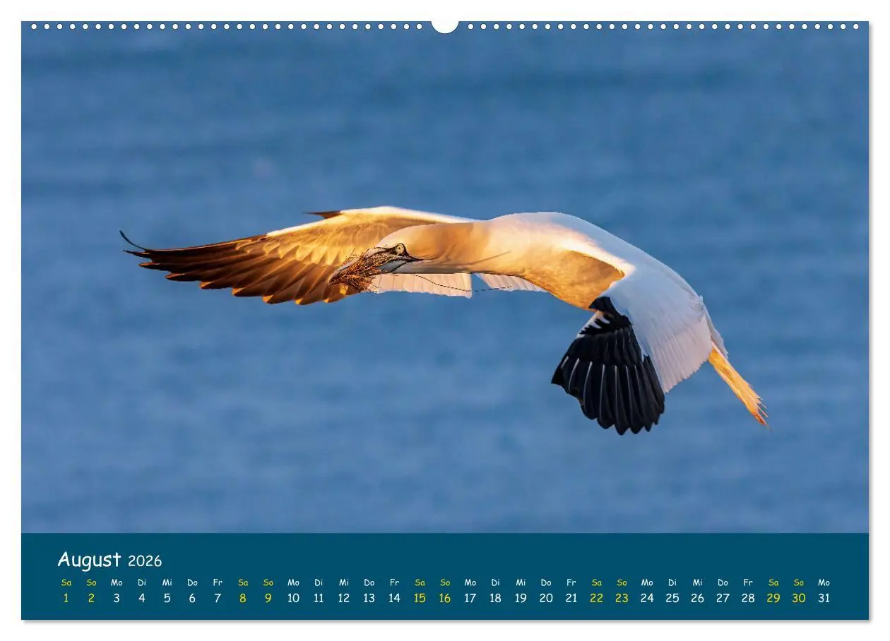 Bild: 9783457997796 | Helgoländer Basstölpel 2026 (Wandkalender 2026 DIN A2 quer),...