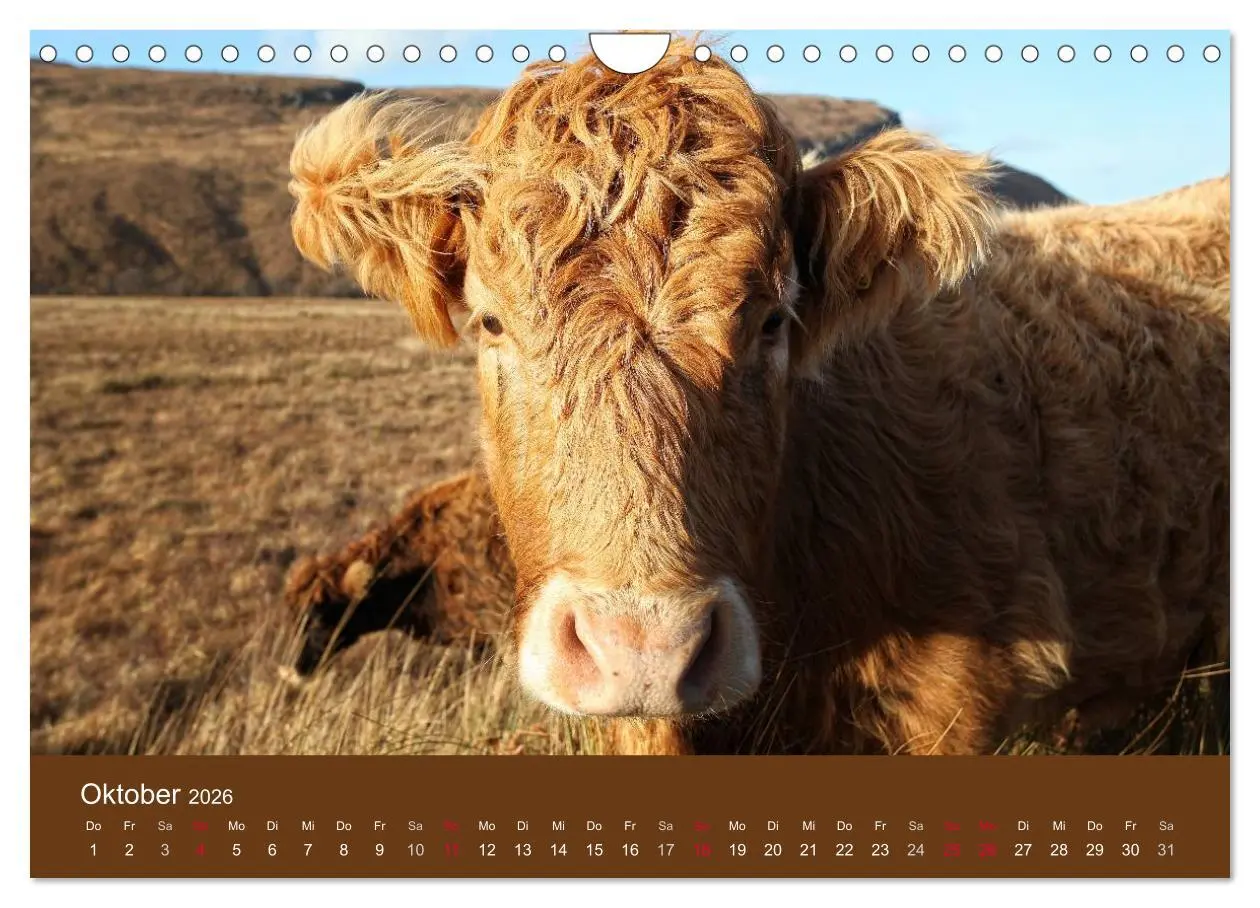 Bild: 9783516087796 | Schottische Hochlandrinder - Highland Cattle (Wandkalender 2026 DIN...