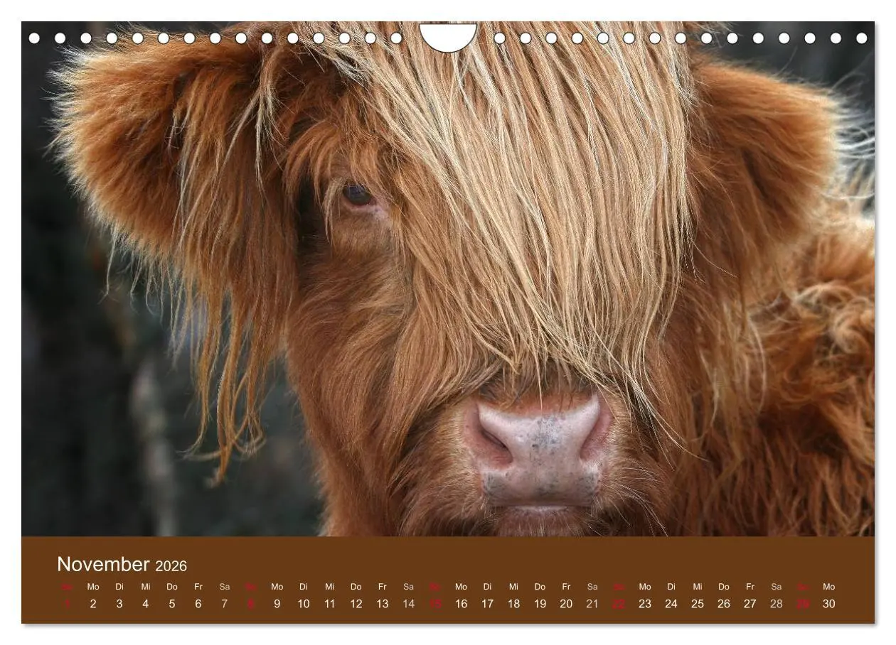 Bild: 9783516087796 | Schottische Hochlandrinder - Highland Cattle (Wandkalender 2026 DIN...