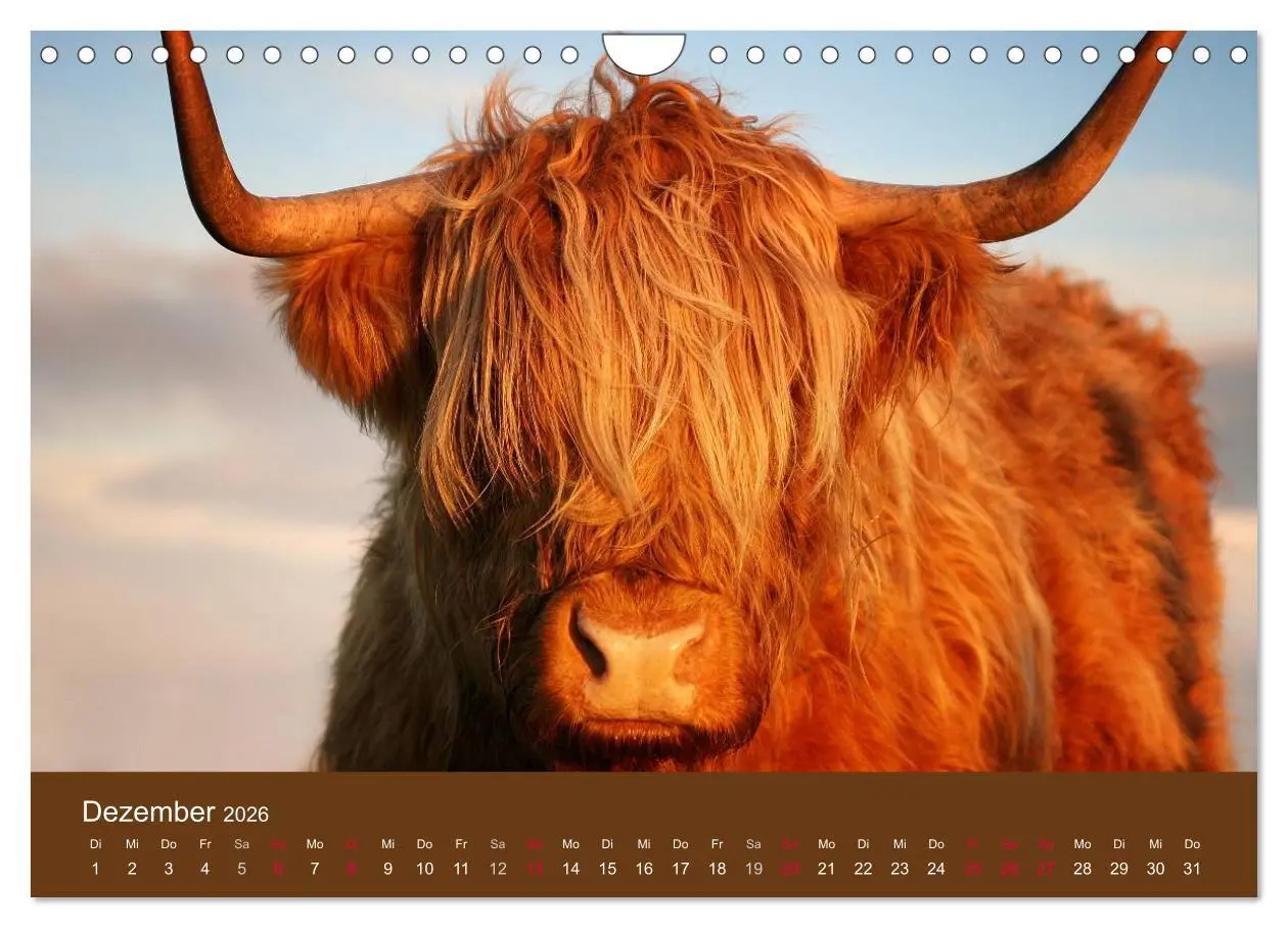 Bild: 9783516087796 | Schottische Hochlandrinder - Highland Cattle (Wandkalender 2026 DIN...