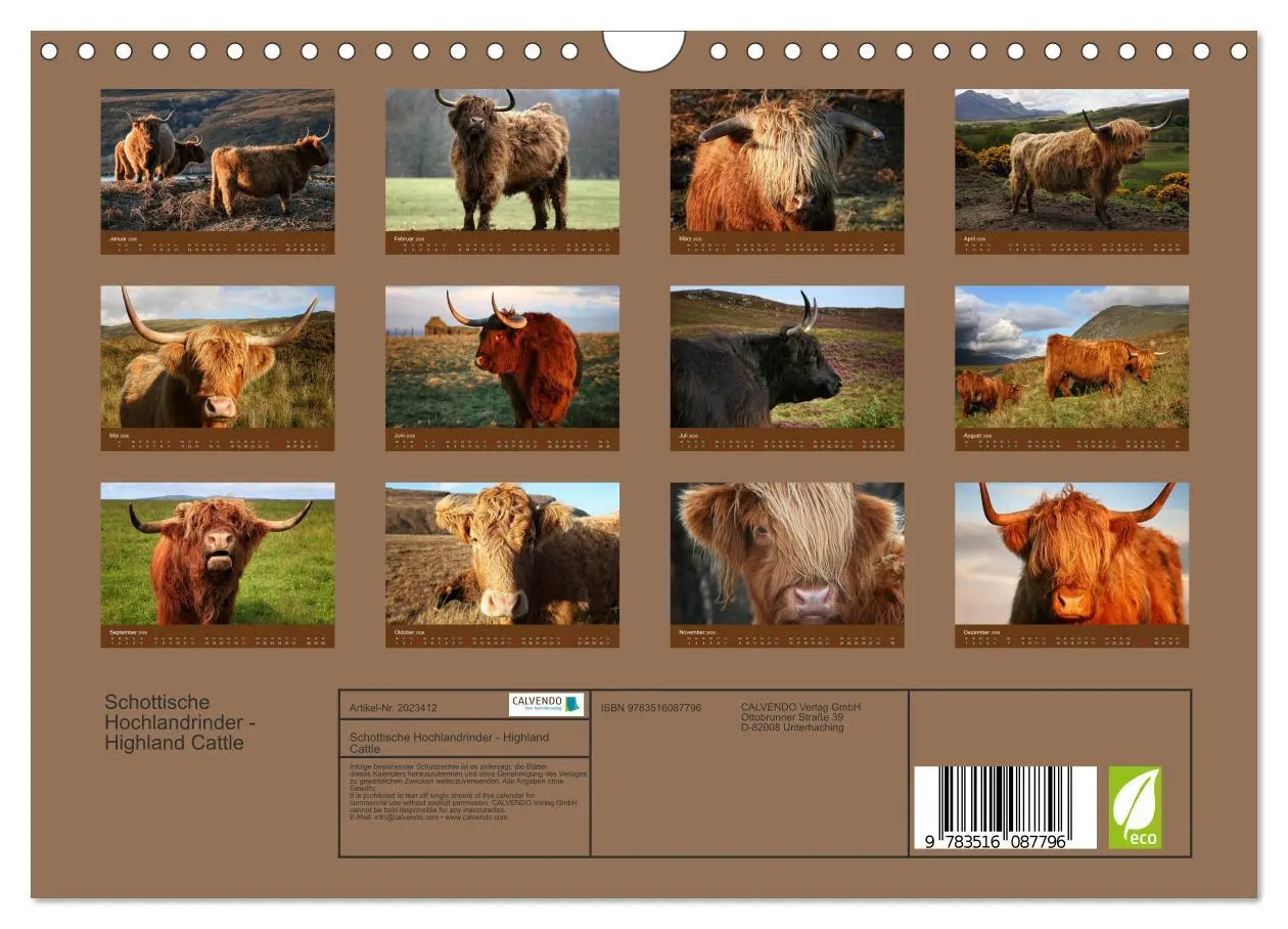 Bild: 9783516087796 | Schottische Hochlandrinder - Highland Cattle (Wandkalender 2026 DIN...
